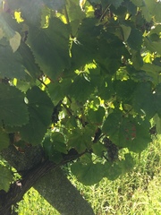 Vitis