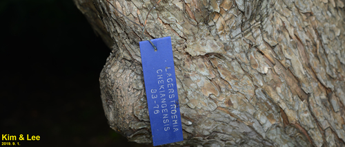 Lagerstroemia limii, photograph 1