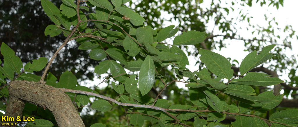 Lagerstroemia limii; photograph (c) Kim, Hyun-tae, some rights reserved (CC BY)