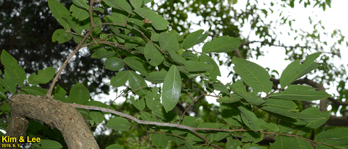 Lagerstroemia limii