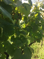 Vitis