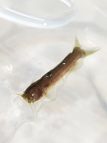 Indische bergmeerval (Amblyceps mangois) — Amblycipitidae — 2