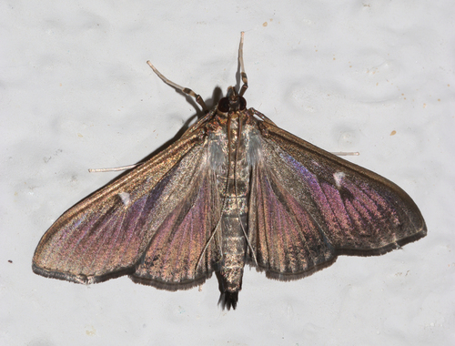 Box Tree Moth, photo 3 of 9