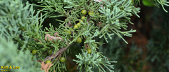 Juniperus chinensis sargentii