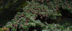 Tsuga sieboldii