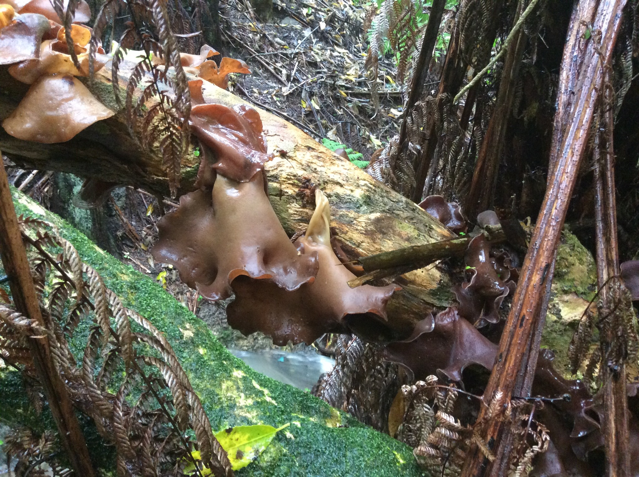 Auricularia cornea image