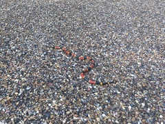 Micrurus tener tener