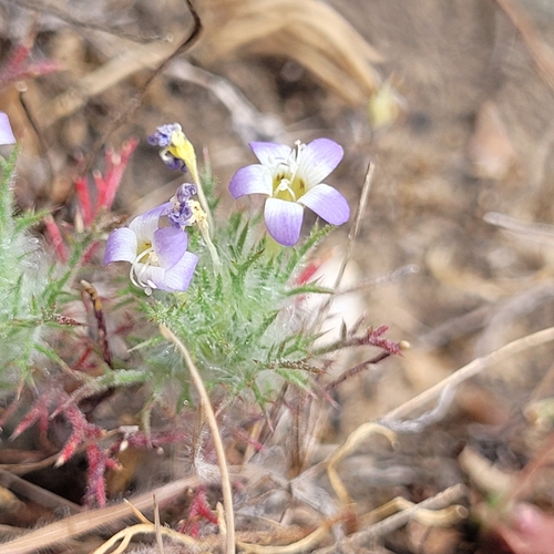 hoary navarretia (Navarretia eriocephala)