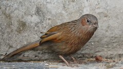 Streaked Laughingthrush photo 2