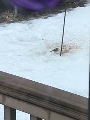 Spizelloides arborea