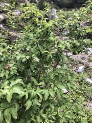 Lonicera nigra