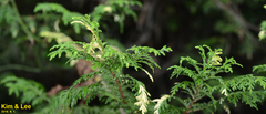 Chamaecyparis pisifera