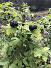 Lonicera nigra