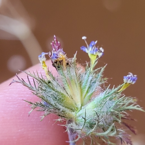 Image of Navarretia eriocephala by (c) Konshau Duman, some rights reserved (CC BY)