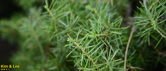 Juniperus rigida