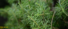 Juniperus rigida
