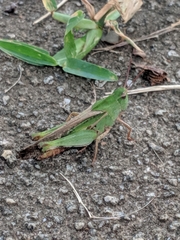 Chortophaga australior