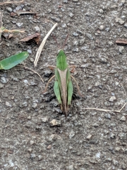 Chortophaga australior