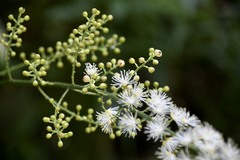 Actaea podocarpa