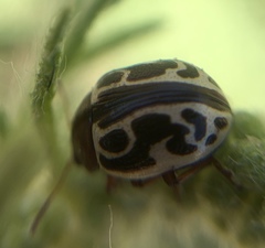 Zygogramma piceicollis