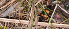 Nicrophorus quadripunctatus