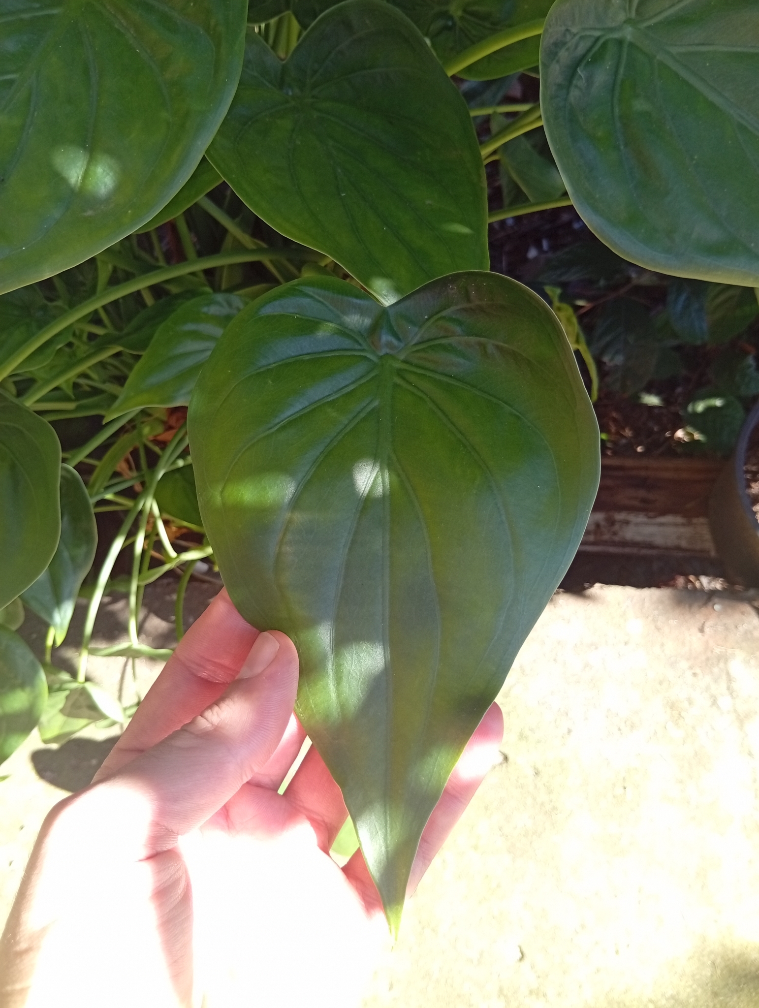 Alocasia cucullata