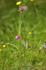 Pulsatilla vernalis