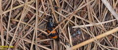 Nicrophorus quadripunctatus