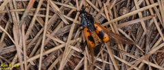 Nicrophorus quadripunctatus