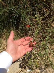 Solanum lycopersicum