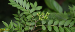 Zanthoxylum schinifolium