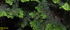 Chamaecyparis obtusa