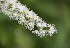Actaea podocarpa