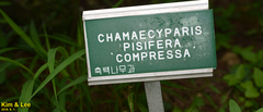 Chamaecyparis pisifera