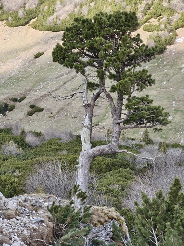 Swiss stone pine (Pinus cembra)