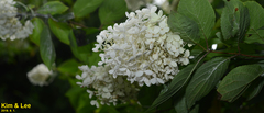 Hydrangea paniculata