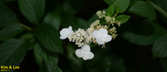 Hydrangea paniculata