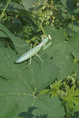 Hierodula transcaucasica