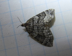 Eulithis explanata