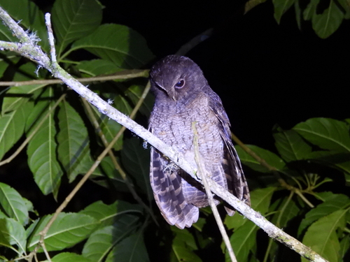 Rufescent Screech Owl (Megascops ingens), photo 3