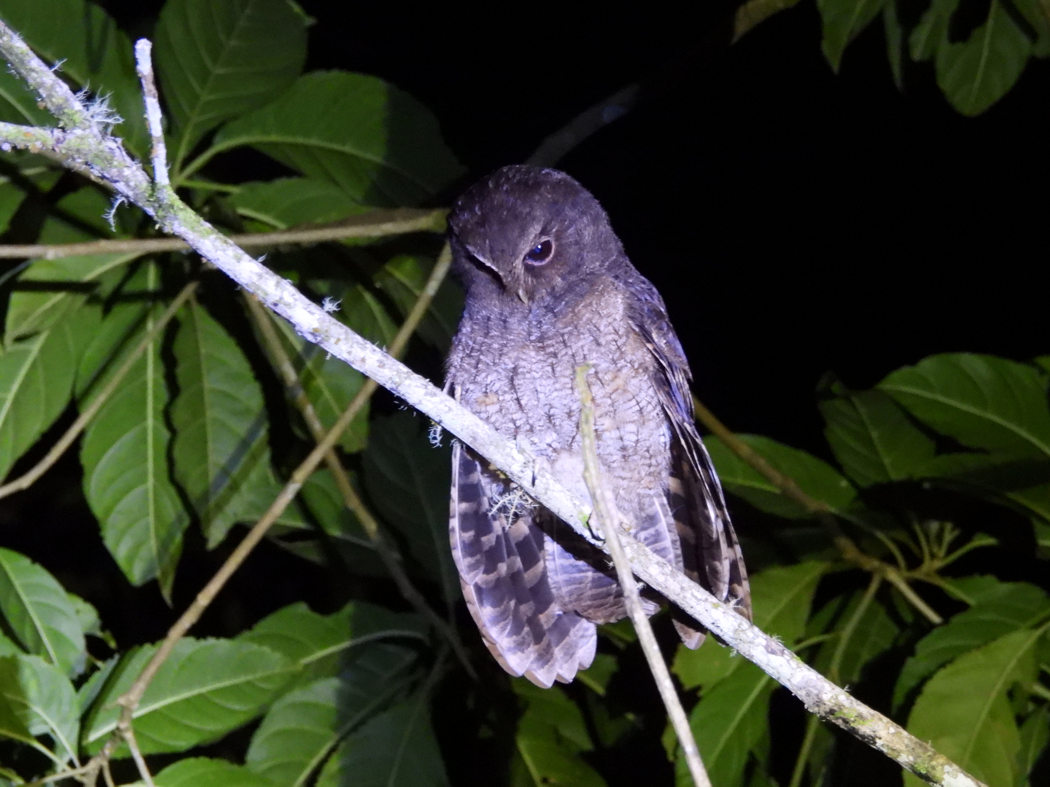 Rufescent Screech Owl (Megascops ingens), photo 3