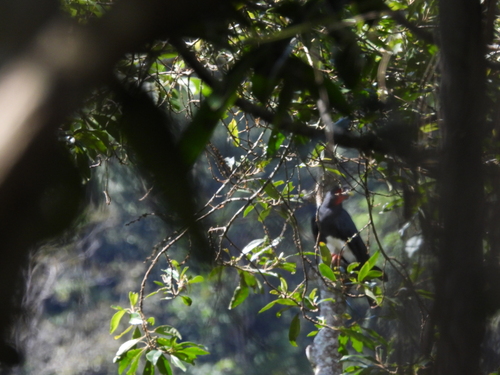 Red-throated Caracara