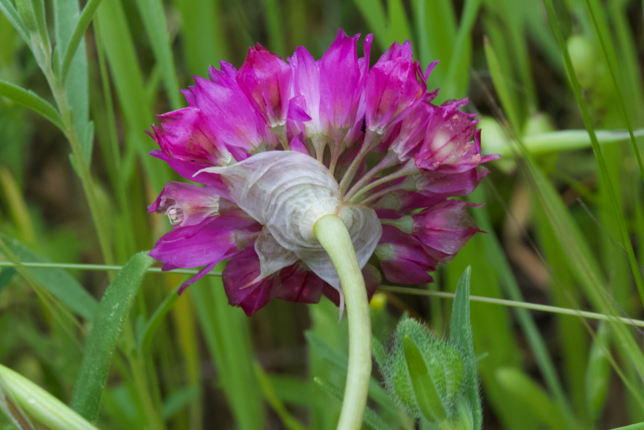 Image of Allium serra by (c) Arvel Hernandez, some rights reserved (CC BY)