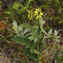 Astragalus frigidus