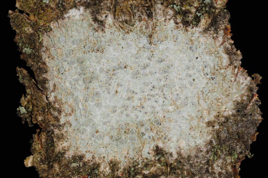 Glaucomaria
