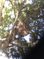 Tillandsia utriculata