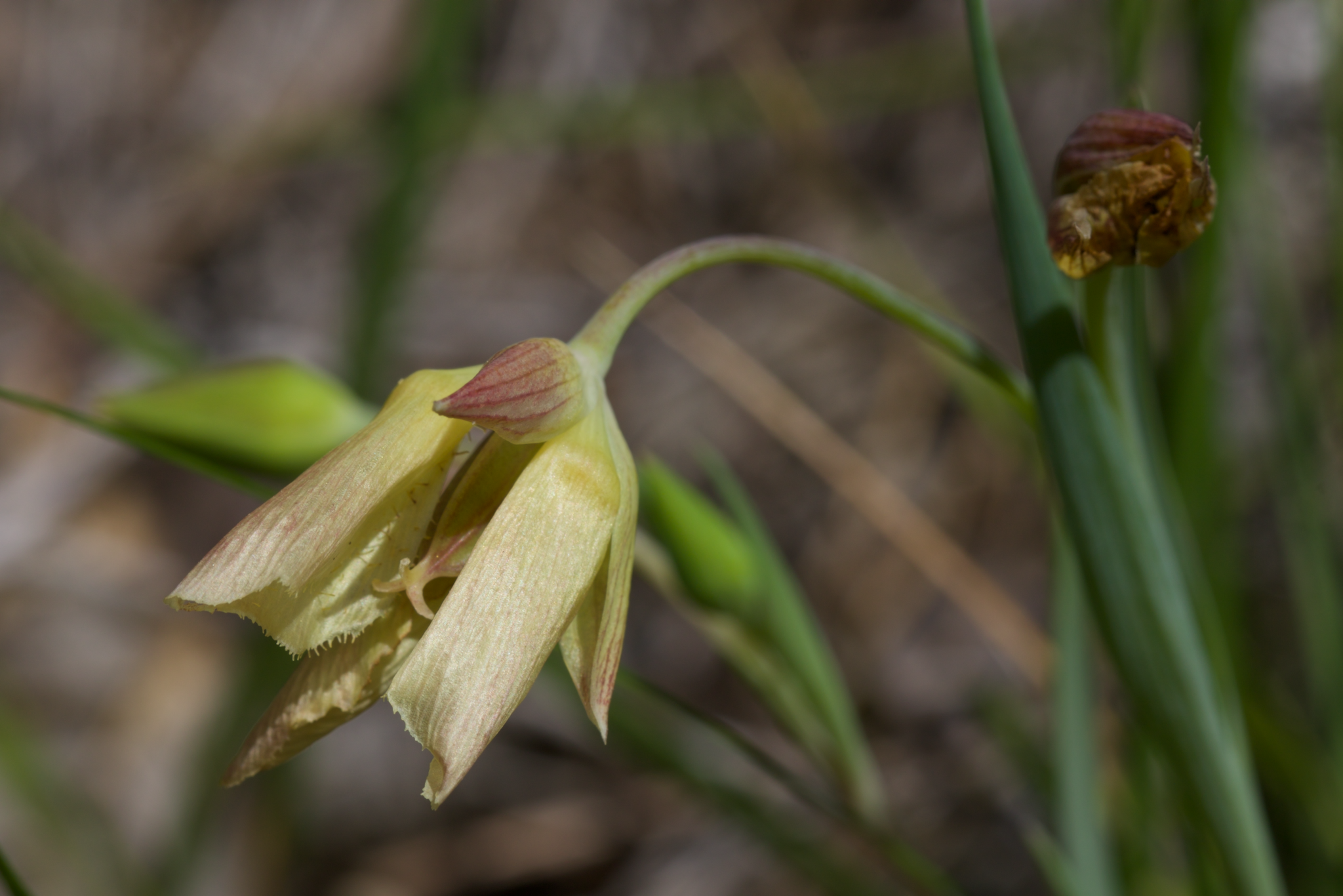 Mount Diablo fairy-lantern (Calochortus pulchellus)