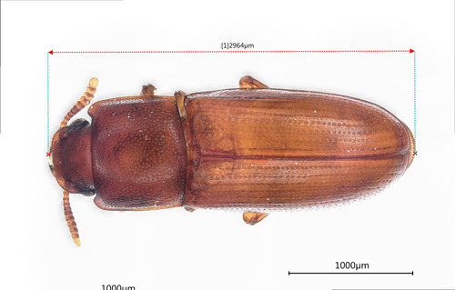 Palorus subdepressus, 2025-04-25