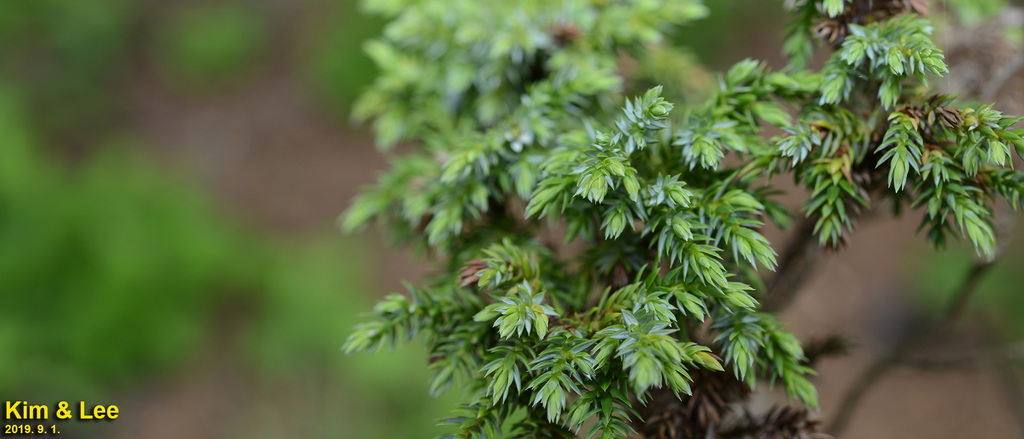 Ping's Juniper