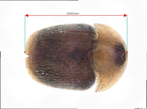 Sericoderus lateralis photo 4